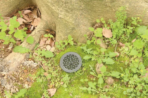 Tree Root Watering